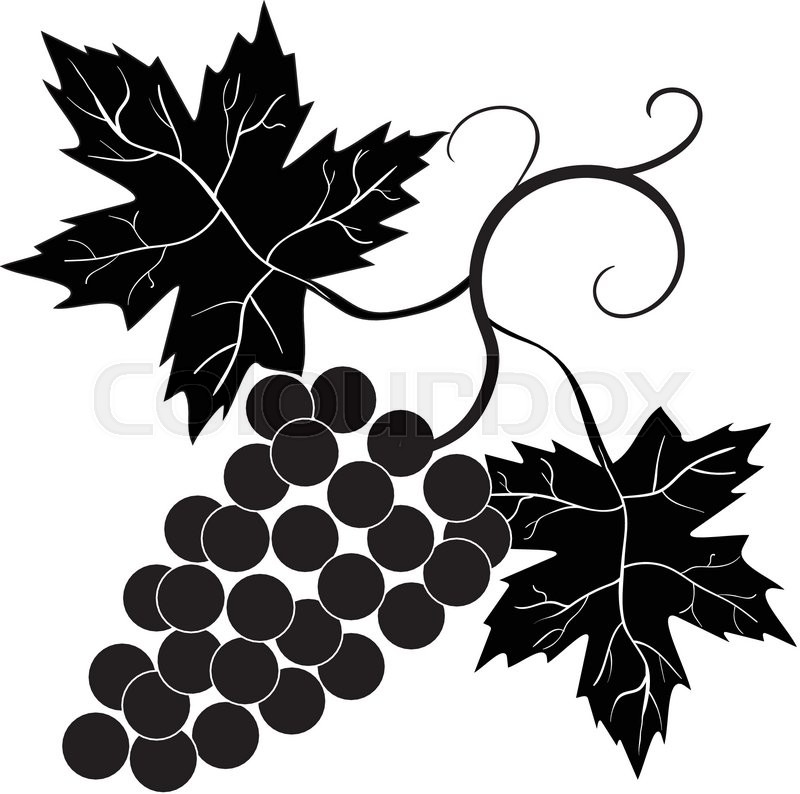 800x794 Decorative Grapes Vine Vector Ornament 1 Stock Vector Colourbox
