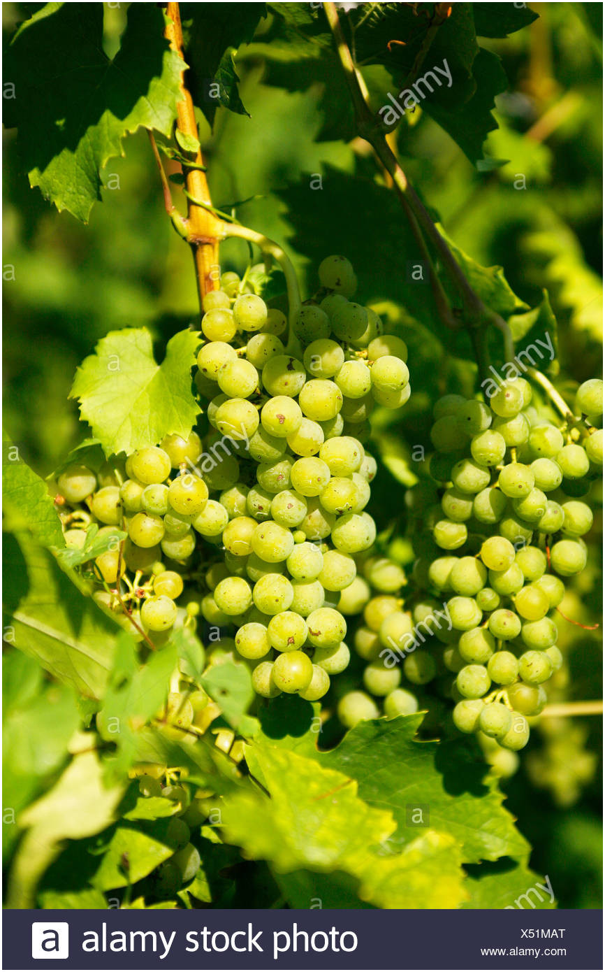 866x1390 Grape Vine Vector Free