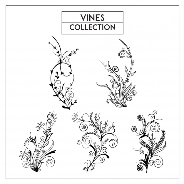 626x626 Vine Vectors, Photos And Psd Files Free Download
