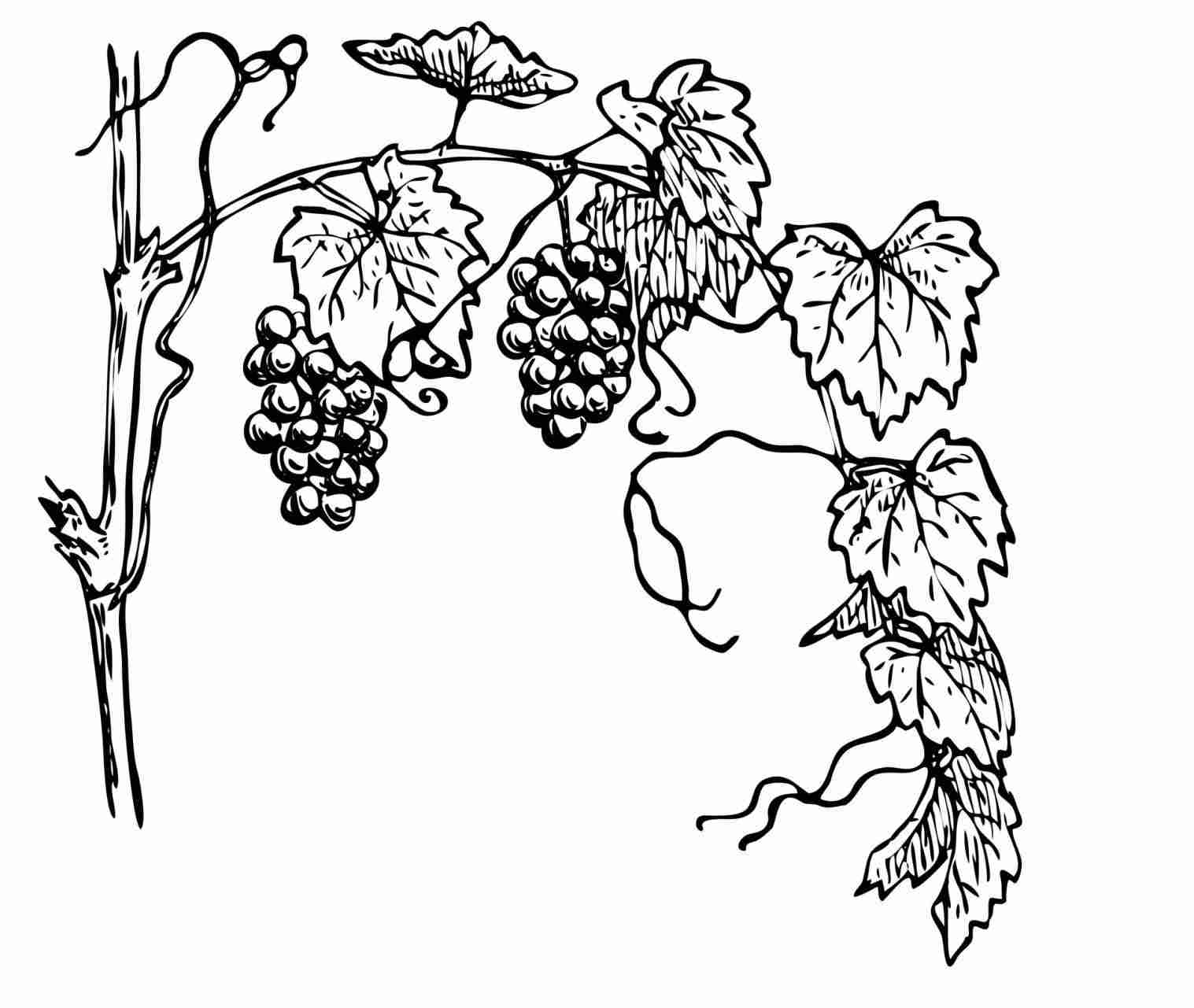 1517x1281 Drawing Grape Vines