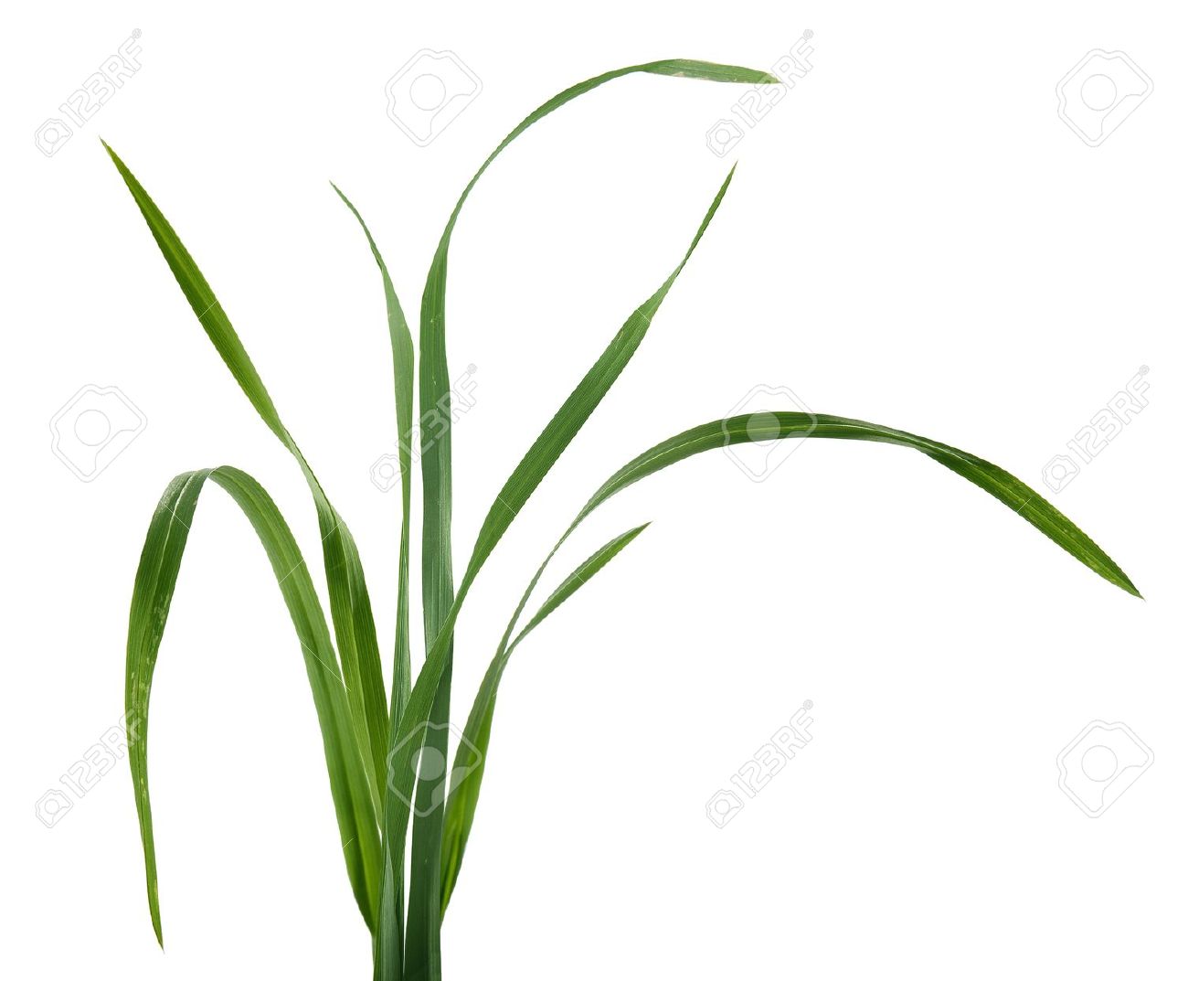 1300x1073 Images Of Blade Of Grass Vector