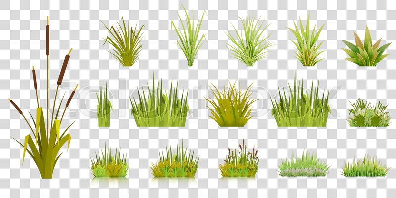 800x400 Set Of Grass Blades On A Transparent Background Green Grass In