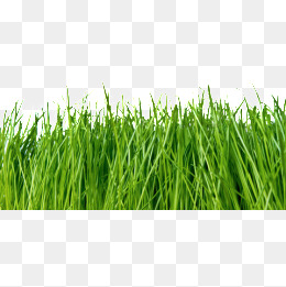 260x261 Blade Of Grass Png Images Vectors And Psd Files Free Download