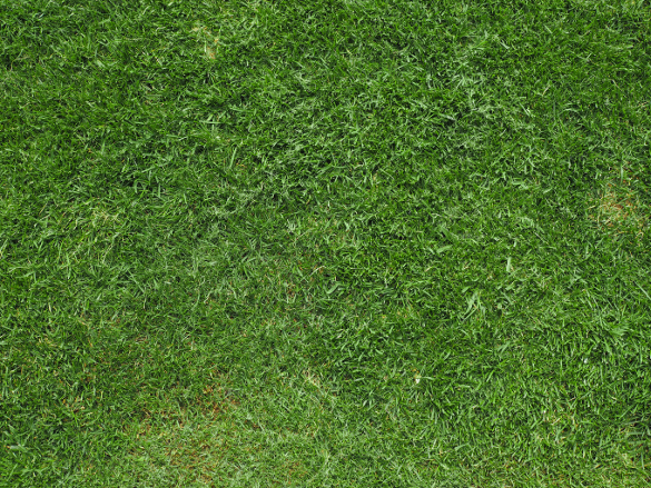 585x439 Grass Textures Free Jpg, Png, Psd, Ai, Vector Eps Format