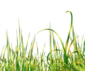336x280 Realistic Green Grass Vector Illustration