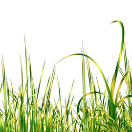 270x270 Grass