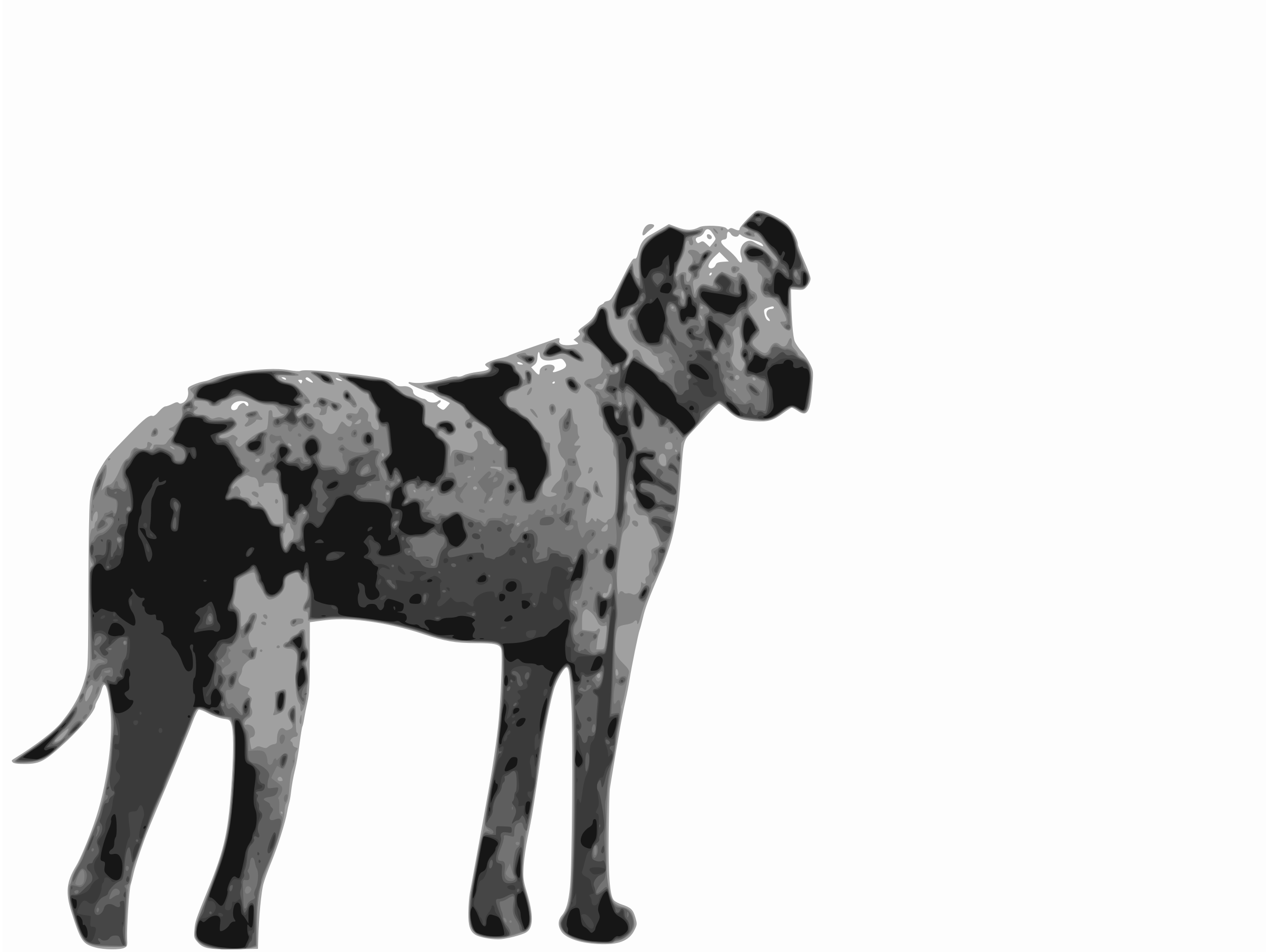 2400x1805 Great Dane Vector Clipart Image
