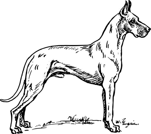 600x536 Great Dane Free Vector In Open Office Drawing Svg ( .svg ) Vector