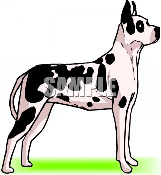 323x350 Picture Of A Great Dane In A Vector Clip Art Illustration