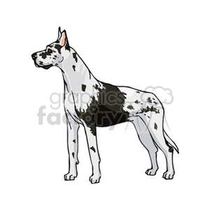 300x300 Royalty Free Great Dane With Dalmatian Spots 131723 Vector Clip