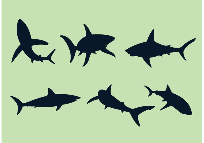 700x490 Great White Shark Vectors