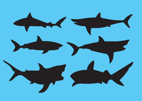 572x407 Great White Shark Vector Free Vector Download In .ai, .eps, .svg