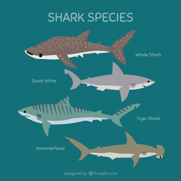 626x626 Shark Vectors, Photos And Psd Files Free Download
