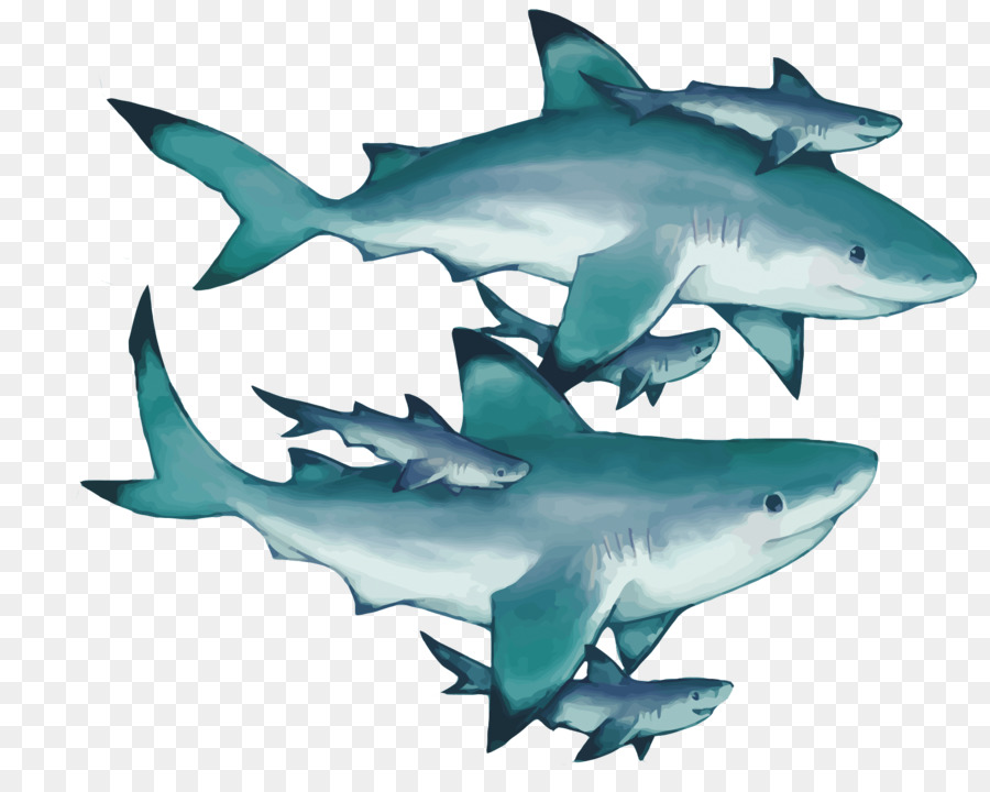 900x720 Tiger Shark Squaliformes Great White Shark Lamniformes