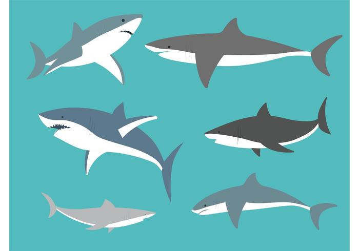 700x490 Vector Great White Sharks