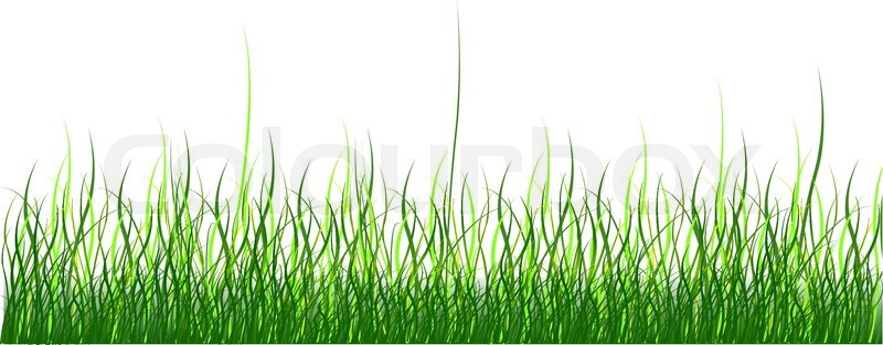 800x313 Green Grass On White Background. Vector Illustration. Stock