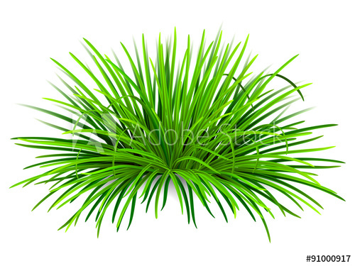 500x375 Bunch Of Green Grass. Vector, Isolated On White Background.