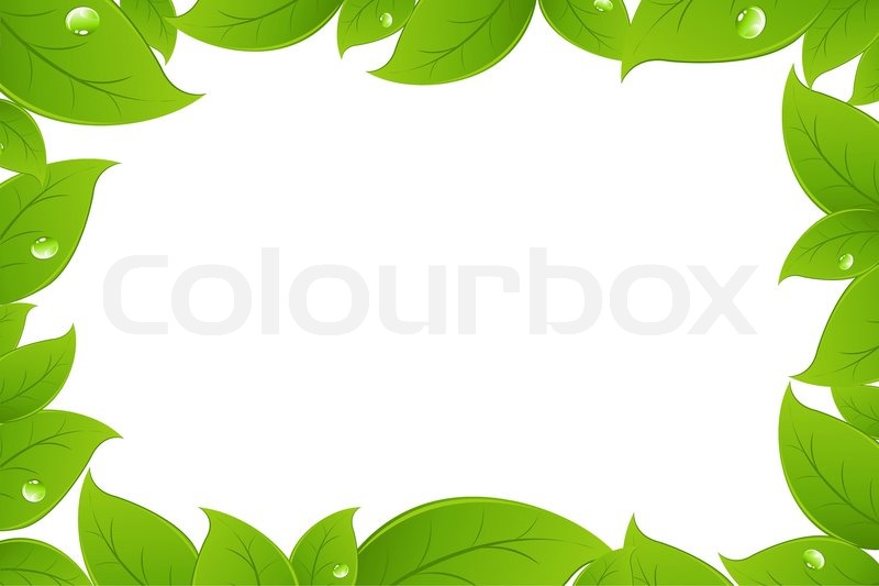 800x533 Green Leaves Background, Isolated On White Background, Vector
