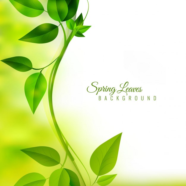 626x626 Limb With Green Leaves On Unfocused Background Vector Free Download