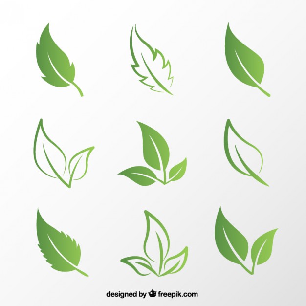 626x626 Green Leaves Vector Free Download