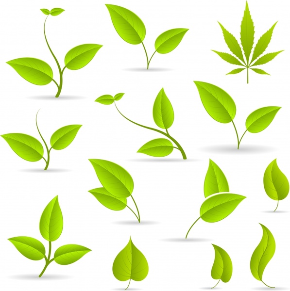 597x600 Green Leaves Green Leaves Vector Free Vector In Encapsulated