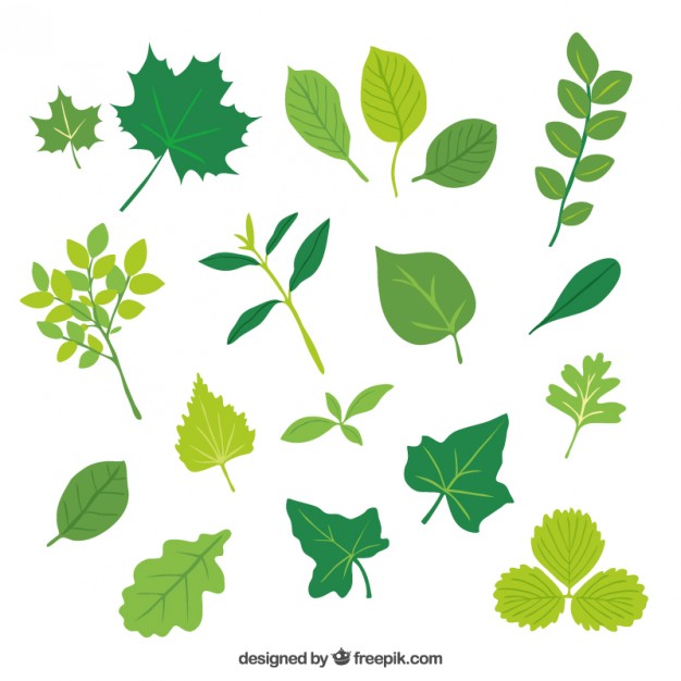 626x626 Leaves Vectors, Photos And Psd Files Free Download