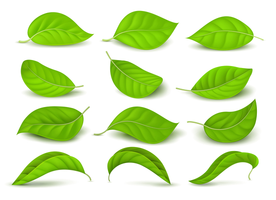 550x400 Page 1 Tea On Curated Vector Illustrations, Stock Royalty Free