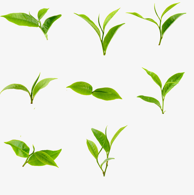 650x651 Green Tea Vector Background Material, Green, Vector, Tea Png And
