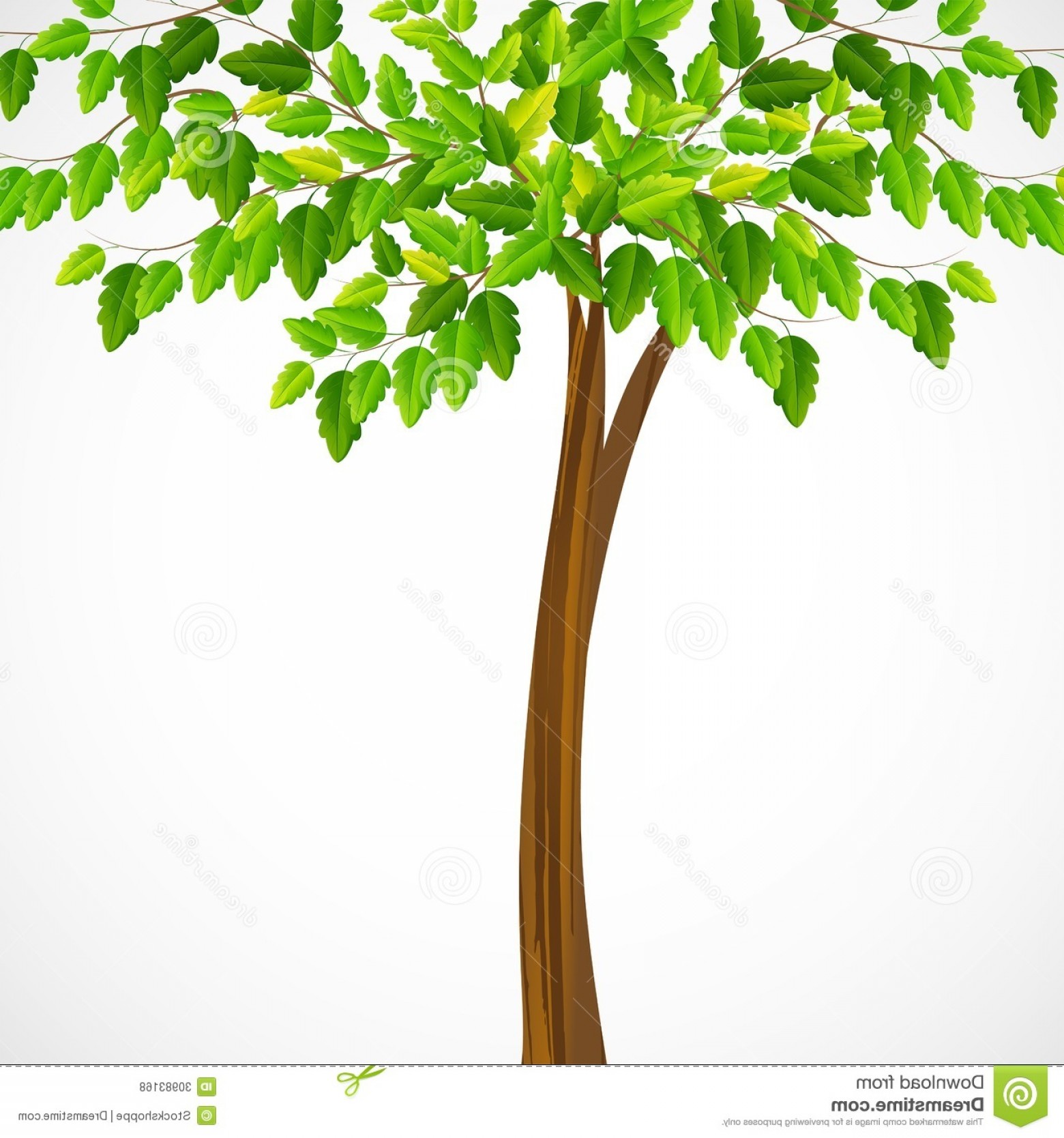 1560x1668 Royalty Free Stock Photos Green Tree Vector Illustration Tall