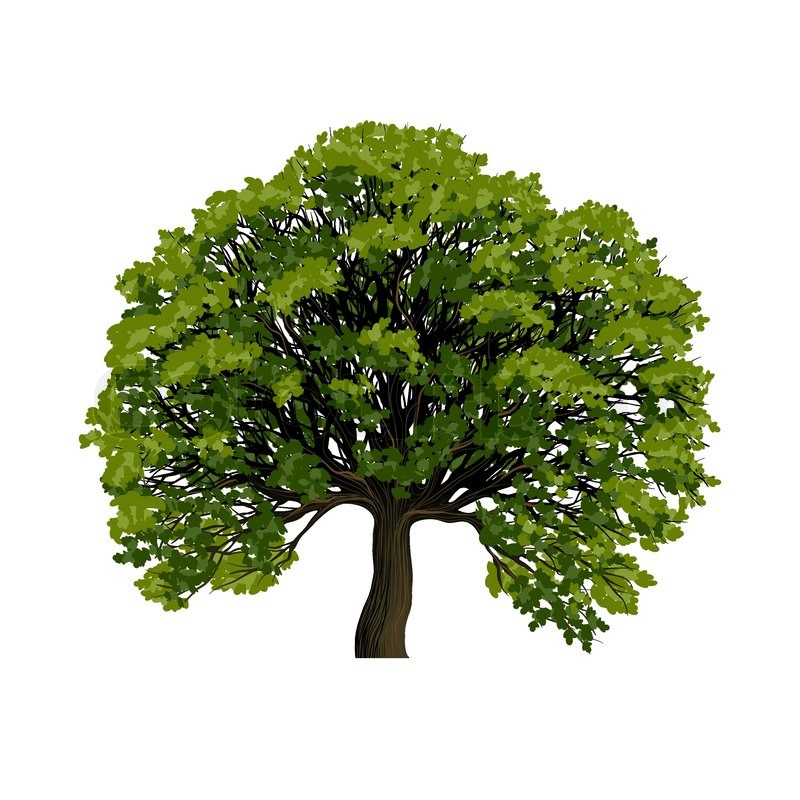 800x800 Big Green Tree Vector Symbol Stock Vector Colourbox