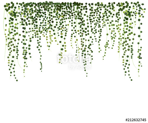500x415 Ivy Wall Background. Greenery Vector Illustration. Climbing Plant