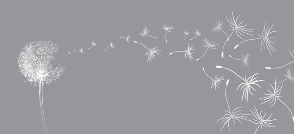 600x274 Dandelion With Gray Background Vector 01 Free Download