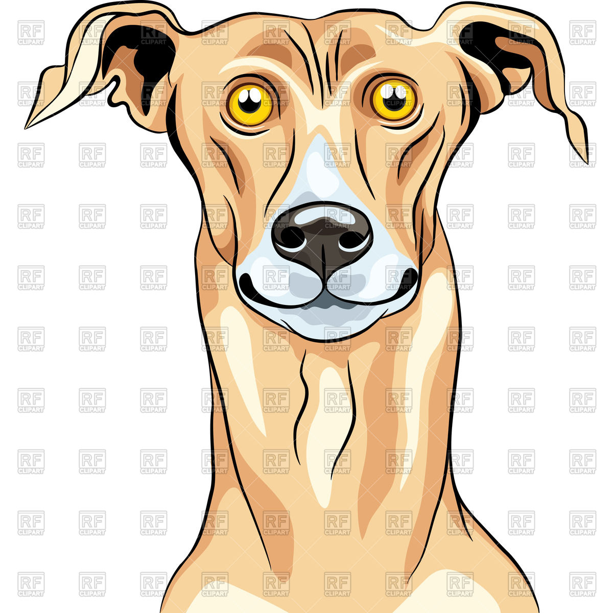 1200x1200 Portrait Of Surprised Greyhound Vector Image Vector Artwork Of