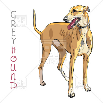 400x400 Sketch Of Dog Greyhound Breed On White Background Vector Image