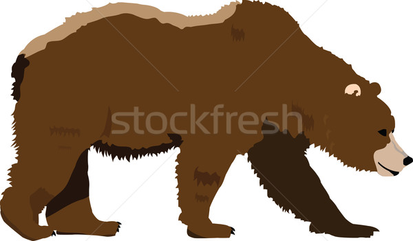 600x351 Grizzly Bear Vector Illustration Philip Albertelli
