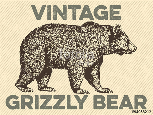 500x375 Vintage Grizzly Bear Vector Stock Image And Royalty Free Vector