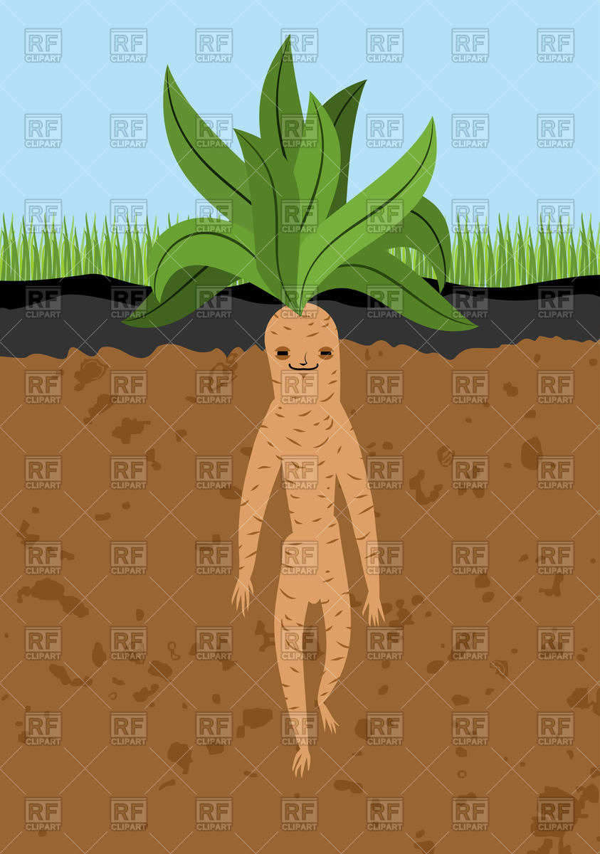 843x1200 Mandrake Root In Ground Vector Image Vector Artwork Of Plants