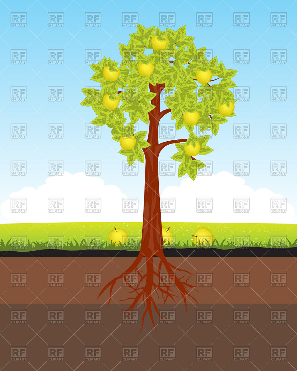 960x1200 Apple Tree With Root In Ground Vector Image Vector Artwork Of