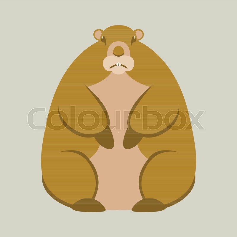 800x800 Groundhog Vector Illustration Flat Style Front View Stock Vector