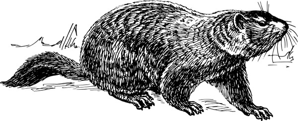 600x244 Groundhog Vector Image Free Vector Download (12 Free Vector) For