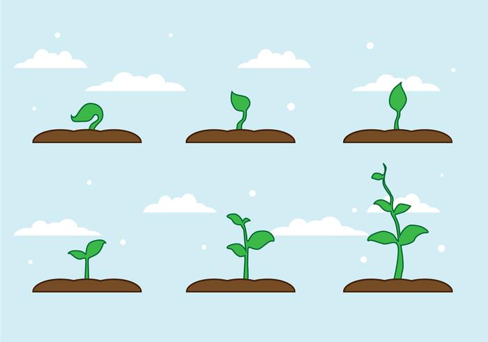 700x490 Free Plant Growth Vector