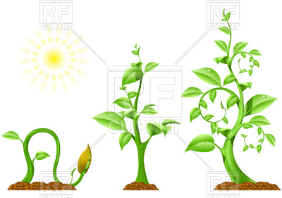 400x281 Plant Growth Vector Image Vector Artwork Of Plants And Animals