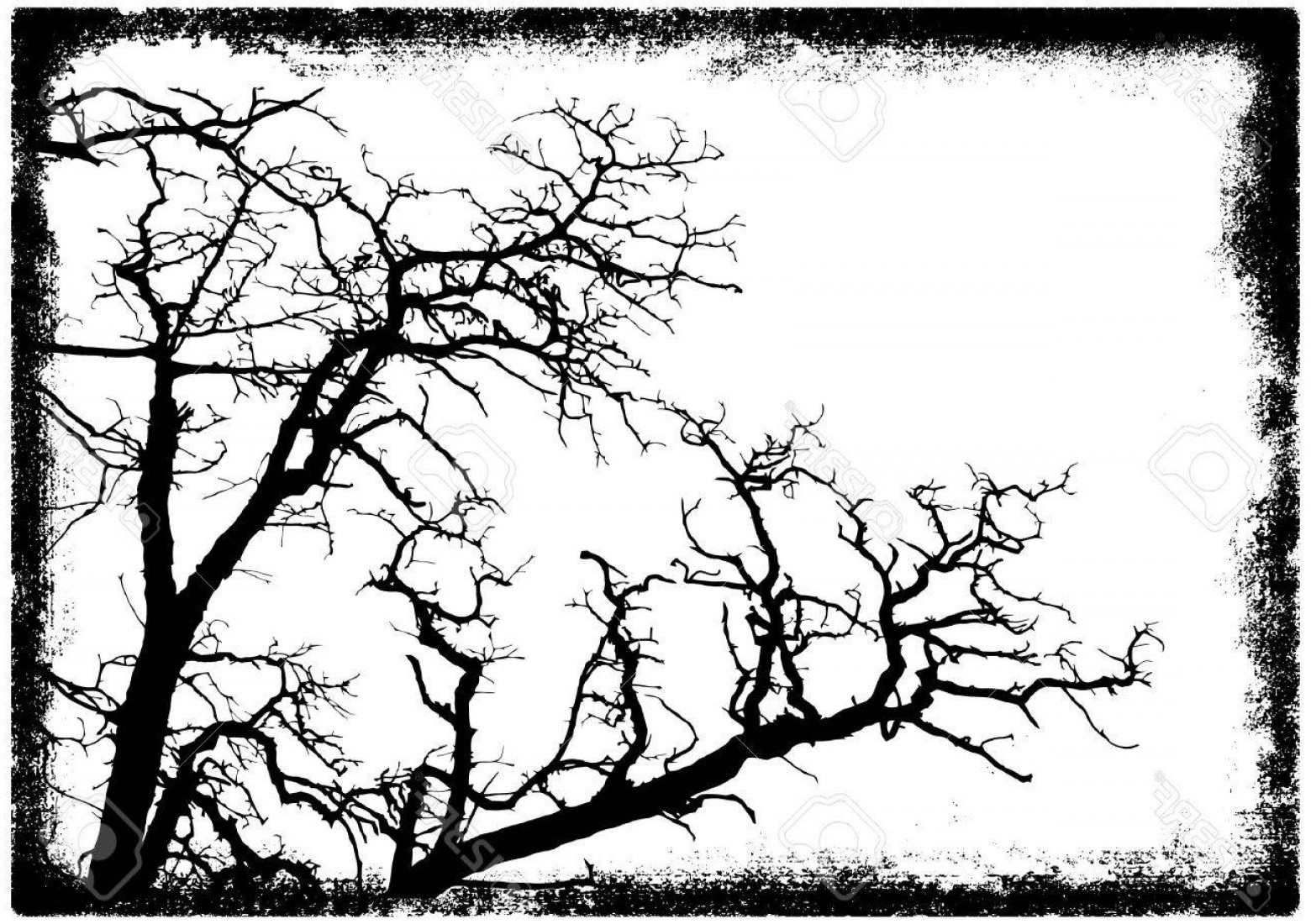 1560x1100 Phototree Branches Silhouette In Grunge Frame Vector Illustration