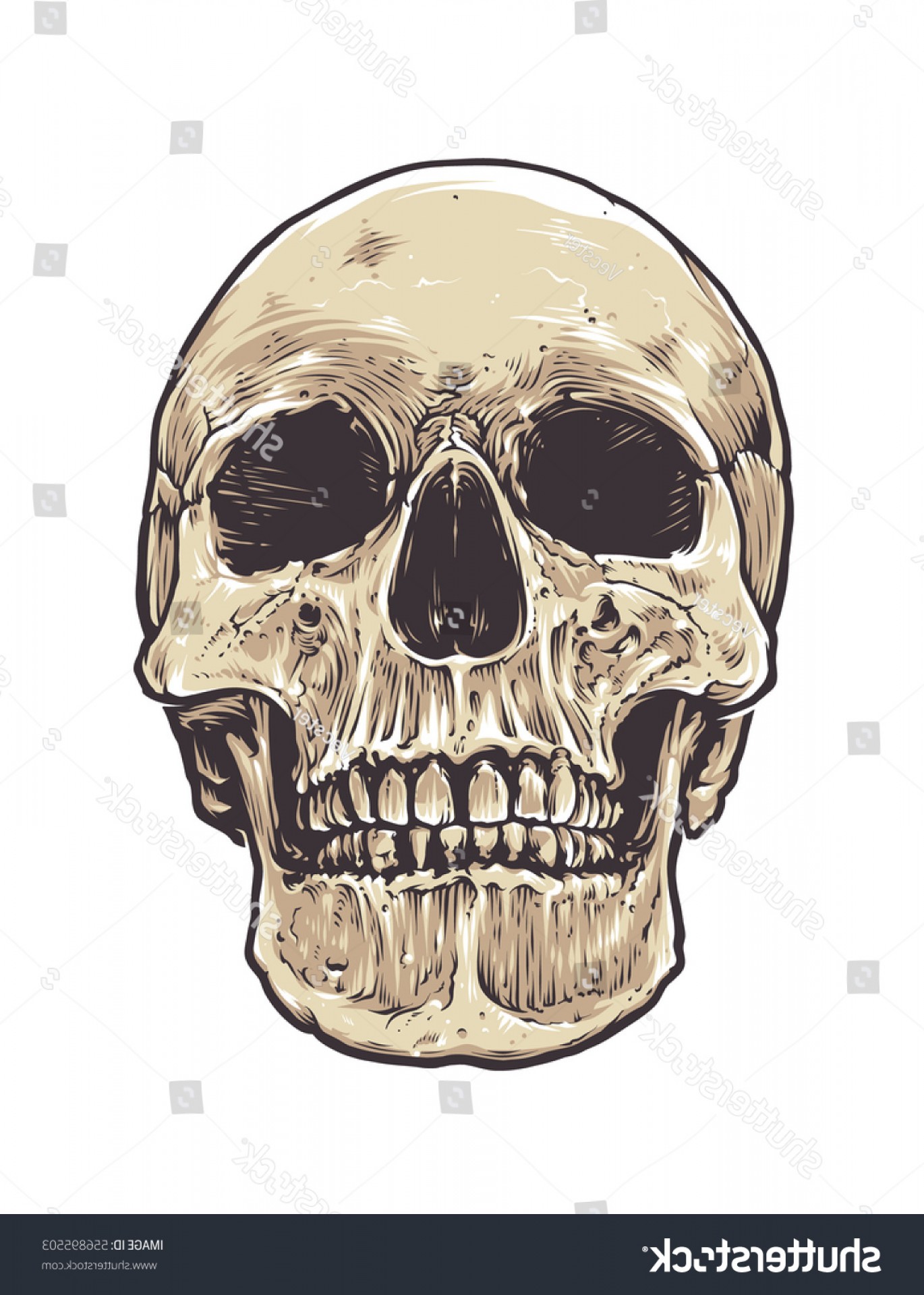 1370x1920 Anatomic Grunge Skull Vector Art Detailed Arenawp