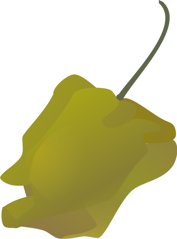 592x800 Habanero Pepper Simple Free Vector 4vector