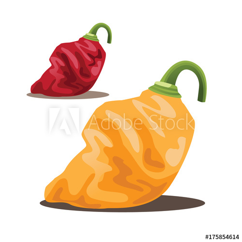 500x500 Habanero Peppers In Red And Yellow. Eps 10 Vector Illustration