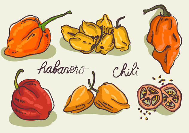 632x443 Hot Habanero Doodle Sketch Vector Illustration Free Vector