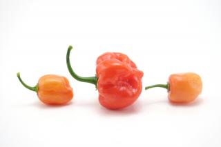 320x213 Habanero Pepper Vectors, Photos And Psd Files Free Download