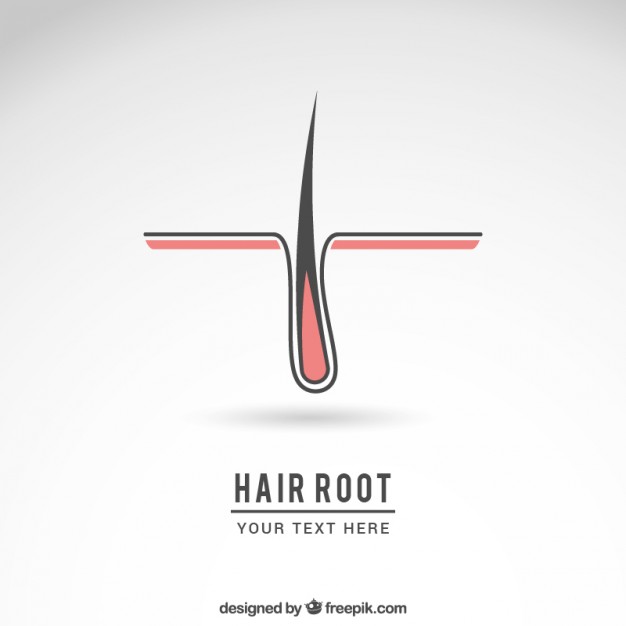 626x626 Hair Root Logo Vector Free Download