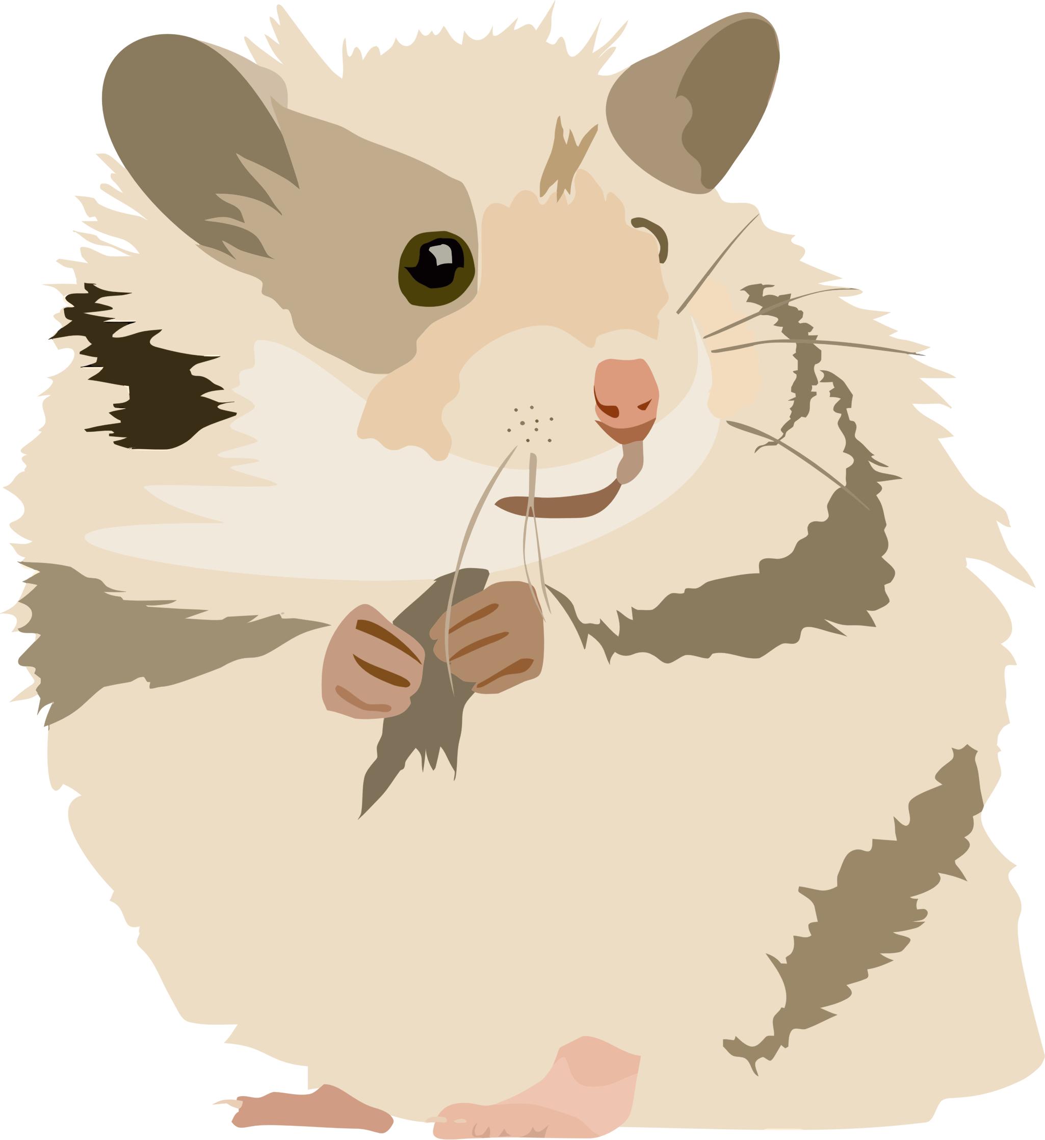 2050x2236 Hamster! Icons Png